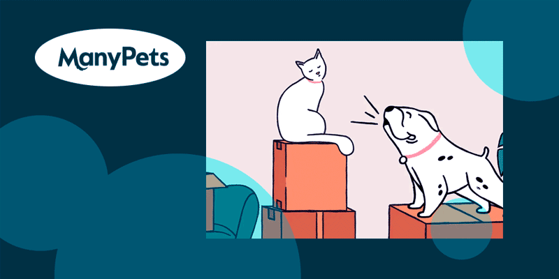 ManyPets запустив плагін у ChatGPT для розрахунку страховки домашніх тварин