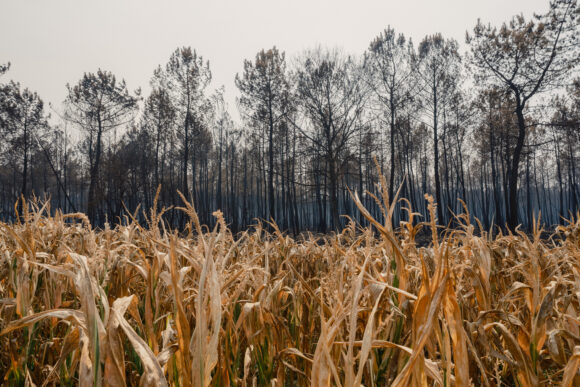 Європа витратить $571 млрд на адаптацію до зміни клімату до 2035